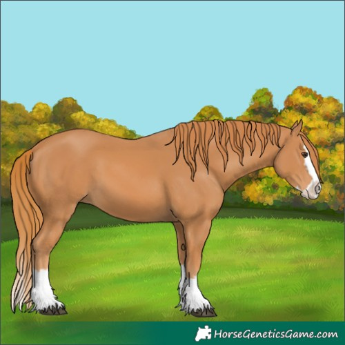 Horse Color:Unknown 