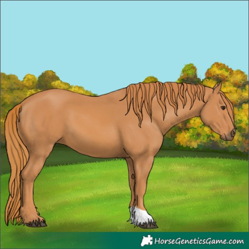 Horse Color:Unknown 