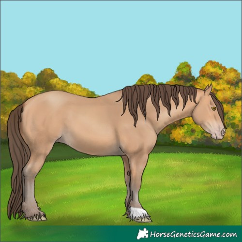 Horse Color:Unknown 