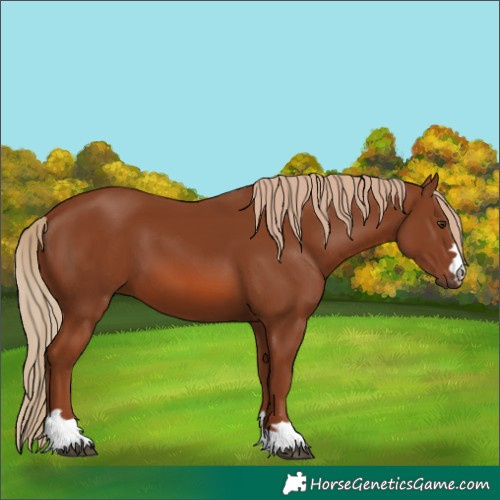 Horse Color:Unknown