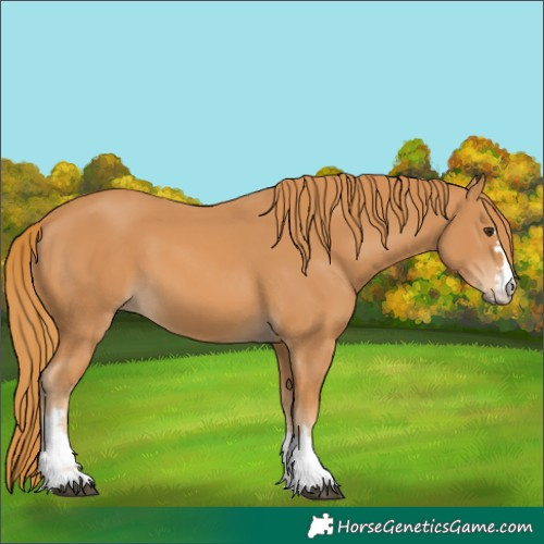 Horse Color:Unknown