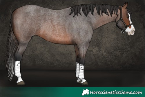 Horse Color:Brown Roan Splash