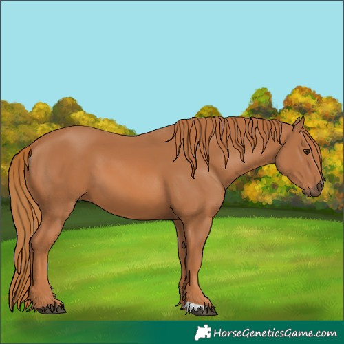 Horse Color:Unknown 