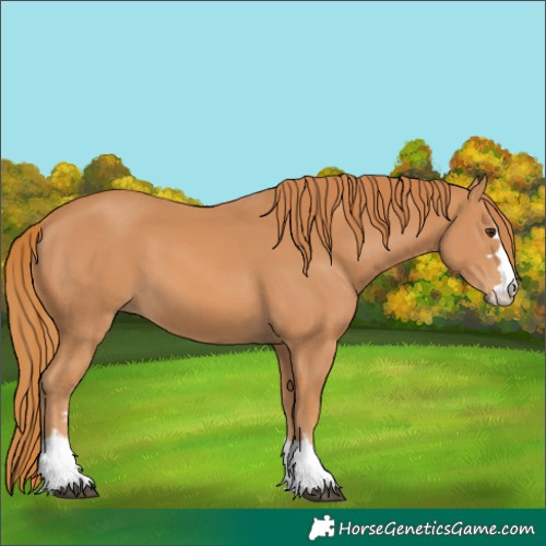 Horse Color:Unknown 