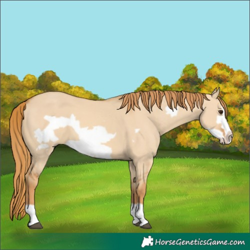 Horse Color:Red Dun Frame 