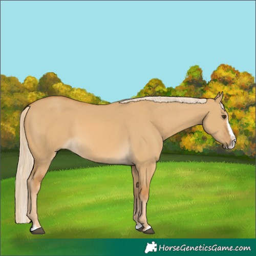 Horse Color:Palomino Dun Splash 