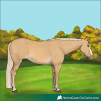 Horse Color:Palomino Dun Splash