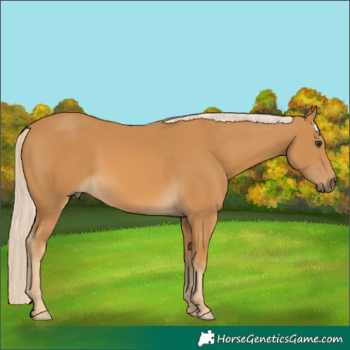 Horse Color:Palomino