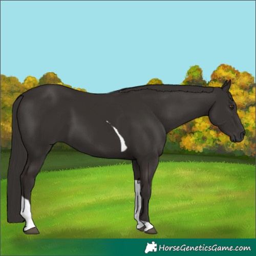 Horse Color:Liver Chestnut Tobiano