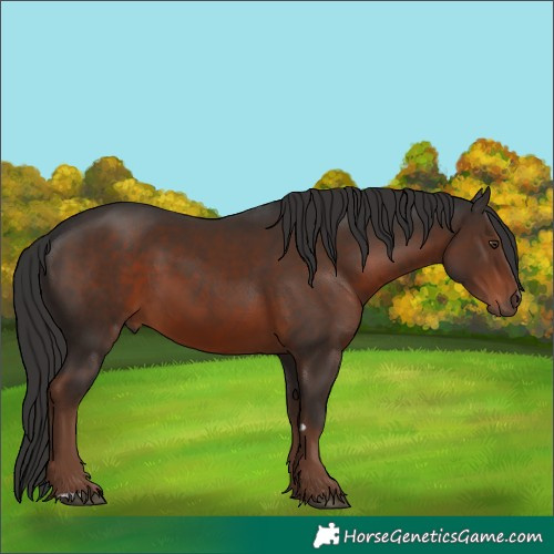 Horse Color:Unknown 