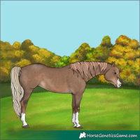 Horse Color:Liver Red Dun