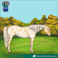 Horse Color:Palomino Appaloosa  and Palomino Appaloosa Rabicano 
