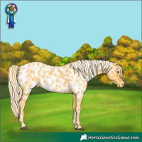 Horse Color:Palomino Appaloosa and Palomino Appaloosa Rabicano