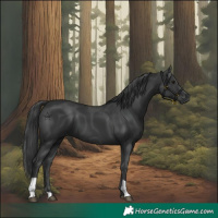 Horse Color:Black 