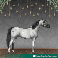Horse Color:Grullo Roan Tobiano