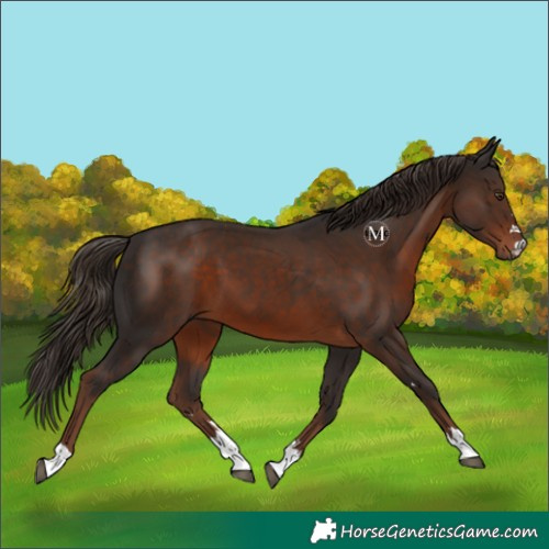 Horse Color:Liver Chestnut 