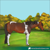 Horse Color:Bay Tobiano