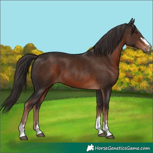 Horse Color:Liver Chestnut 