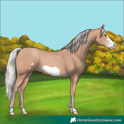 Horse Color:Silver Amber Champagne Frame 