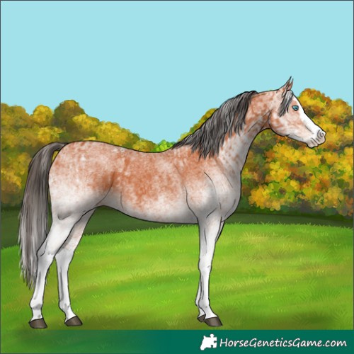 Horse Color:White Spotted Bay Splash  and White Spotted Bay Splash 