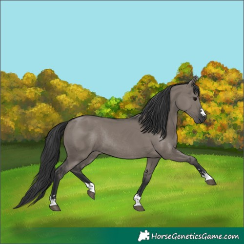 Horse Color:Grullo Rabicano