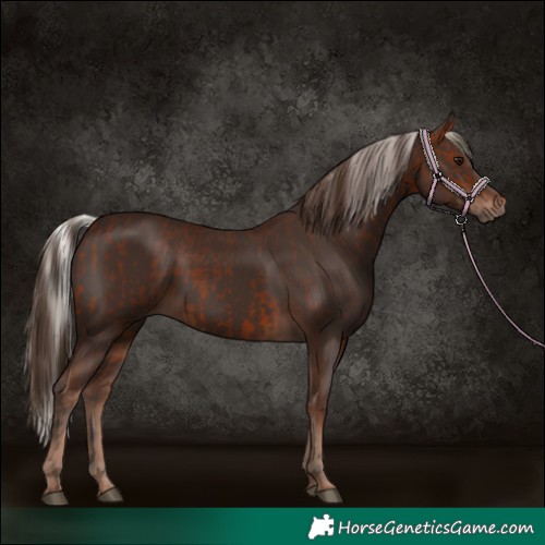 Horse Color:Silver Bay and Liver Chestnut