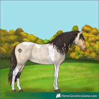 Horse Color:Buckskin Roan Dun Tobiano