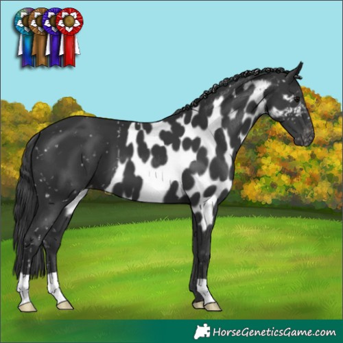 Horse Color:Black Skewed Appaloosa