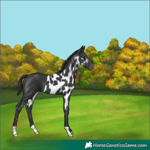 Horse Color:Black Skewed Appaloosa 