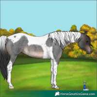 Horse Color:Brown Roan Tobiano