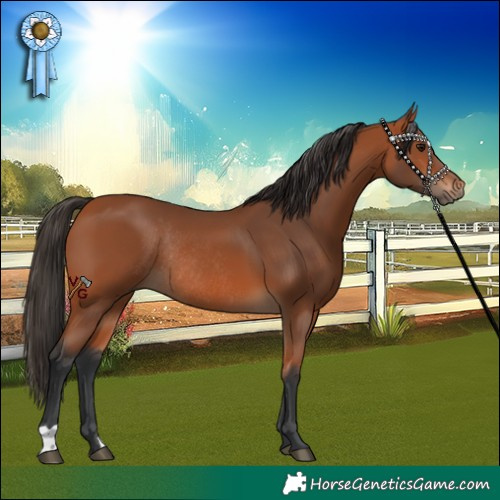 Horse Color:Bay Rabicano