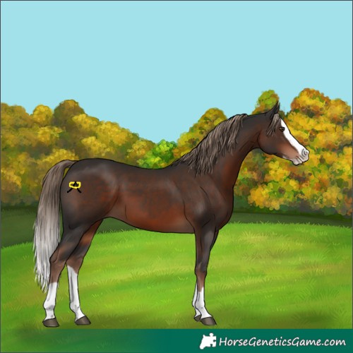 Horse Color:Liver Chestnut Splash 