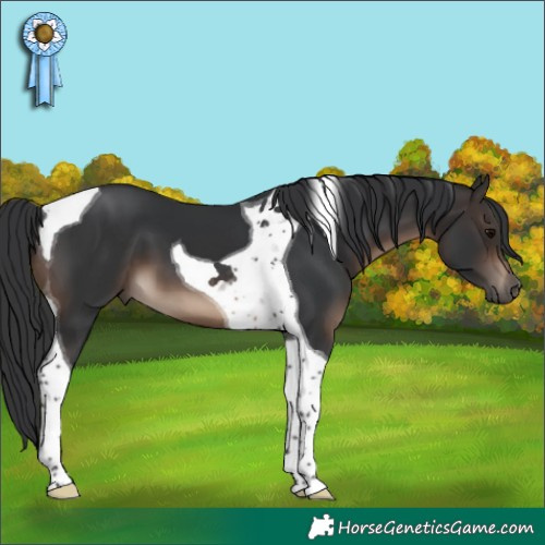 Horse Color:Brown Tobiano