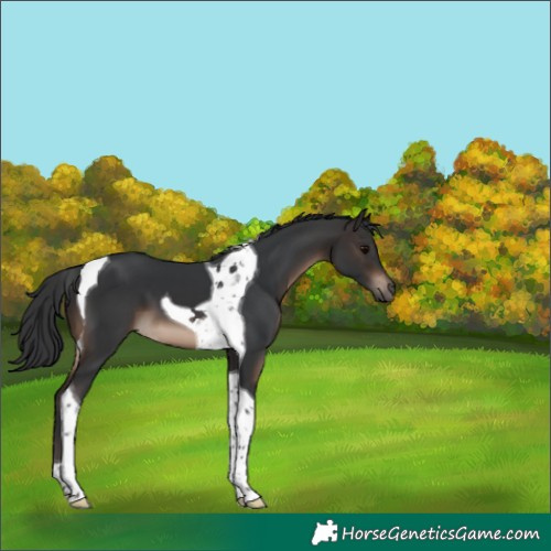 Horse Color:Brown Tobiano 