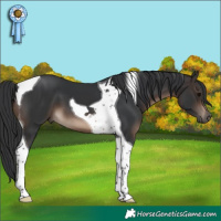 Horse Color:Brown Tobiano