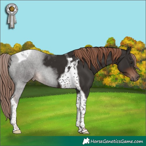 Horse Color:Liver Chestnut Tobiano 
