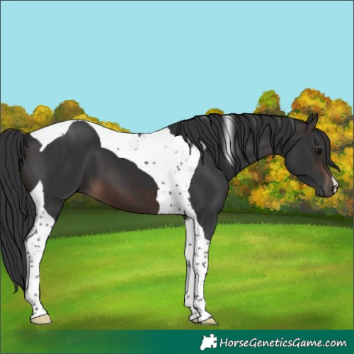 Horse Color:Brown Tobiano