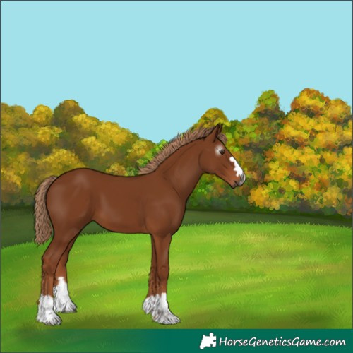 Horse Color:Gray Chestnut 