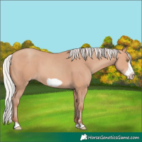 Horse Color:Silver Amber Champagne Frame