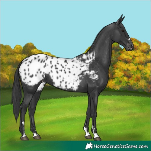 Horse Color:Black Appaloosa Rabicano