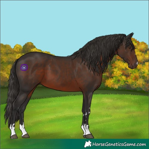 Horse Color:Liver Chestnut 