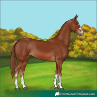 Horse Color:Chestnut 