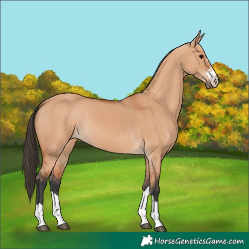 Horse Color:Bay Dun 