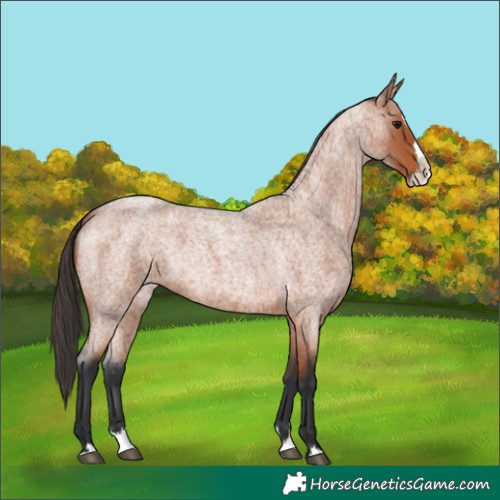 Horse Color:Bay Roan Splash