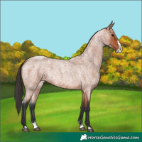 Horse Color:Bay Roan Splash 