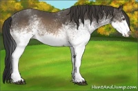 Horse Color:White Spotted Buckskin