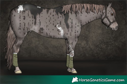 Horse Color:Platinum Liver Red Dun Tobiano Brindle