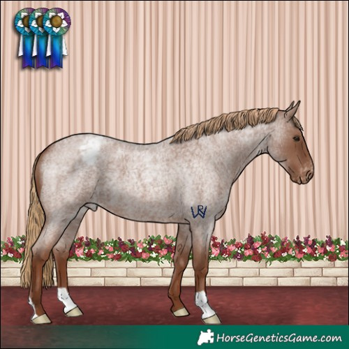 Horse Color:Red Roan Appaloosa