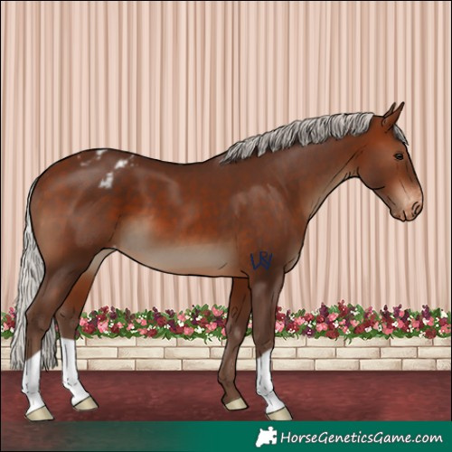 Horse Color:Silver Brown Appaloosa
