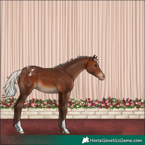 Horse Color:Silver Brown Appaloosa 